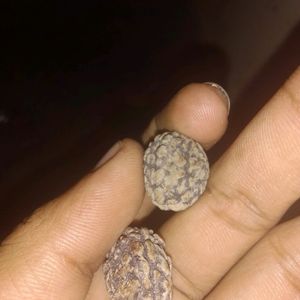 Original Kedarnath Rudraksha Beads