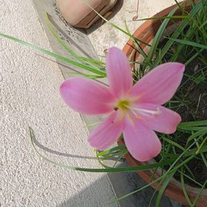 3 Colours Of 🌧️ Rain ☔ Lily Bulbs