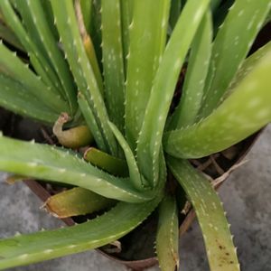 Aloe Plant