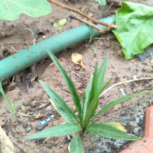 Brinjal And Flower Plant Combo 2