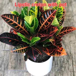 Lipstic Croton With Pot