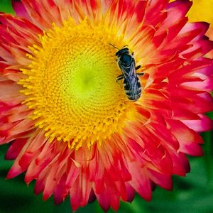 Strawflowers/Plastic Flowers