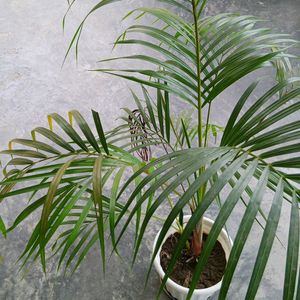 Areca Palm 500