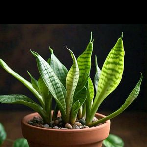 Snake Plant 🌵 Air Purifier