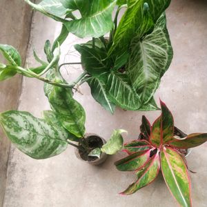 Combo Of 3 Indoor-outdoor Live  Plant