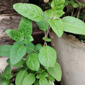 Tulsi Paudha