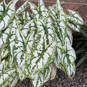 Xmas Caladium Dwarf With Bulb