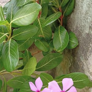 Sadabahar/Madagascar Periwinkle Plant Seeds