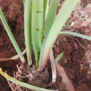 Amaryllis Bulb Combo  1 mother And 7 Baby