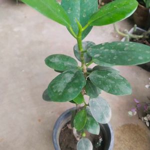 Ficus Plant Healthy With Root