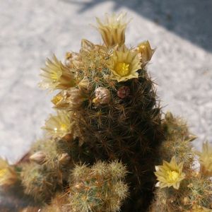 Cactus Mamalaria Flowering