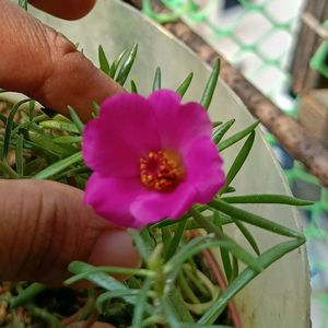 Portulaca All Colours