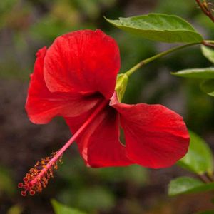 5 Hibiscus Steam