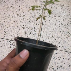 Curry Tree Or Meethi Neem Small Sapling