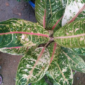 Aglaonema 3 Types Of Live Plant