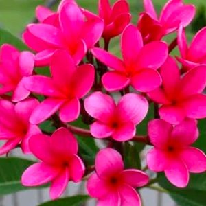 Combo Of 2 Color Plumeria Champa Cutting Available