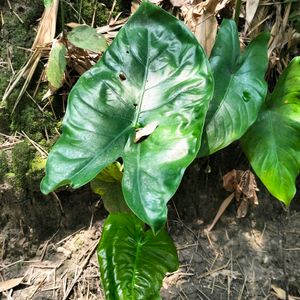 Tropical Alocasia Macrorrhizos Jardin Des Plant