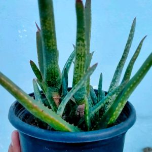 Aloe Vera chinensis