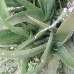 Aloe Vera Combo 4 Plants