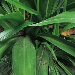 Crinum Lily Plant😍