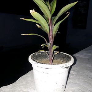 Show plant