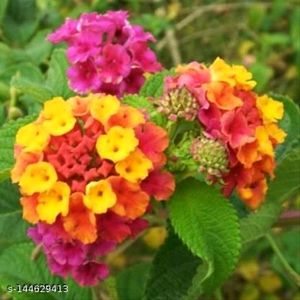 Lantana Plant