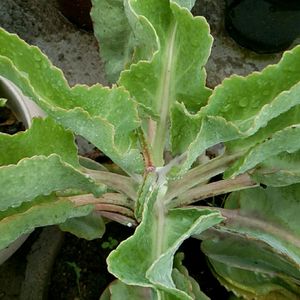 Kalanchoe gastonis bonnieri plant