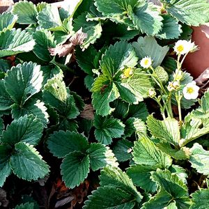 Strawberry 🍓 Plants