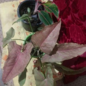 Combo Of 2 Rare Plant Pink Syginium+lipstic