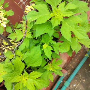 Tithonia Suryakantha Plant Cutting With Root