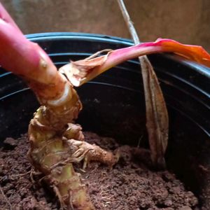 Cordyline Fruticosa Plant Well Rooted