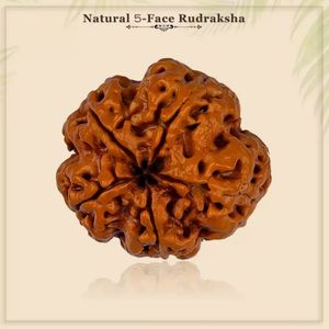 Original 5 Mukhi Rudraksha