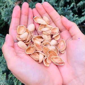 Pistachios Shells