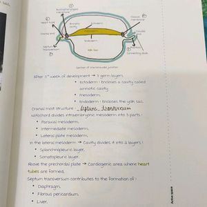 Anatomy Ed 6 Notes Of Marrow