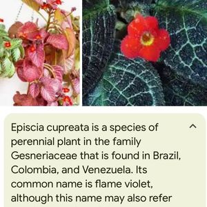 Episcia  Cupreata Plant