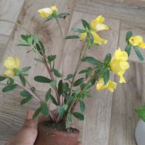 Portulaca