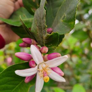 Myrrh lemon plant (gondhoraj lebu)