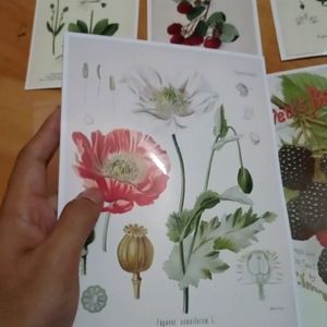 Botanical Prints For Room Decor