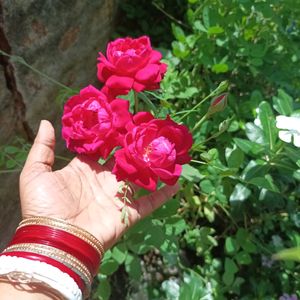 Alive Rose Plant