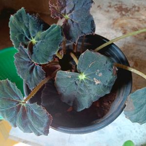 Begonia Plant Pot