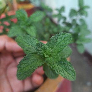 Mint Plant