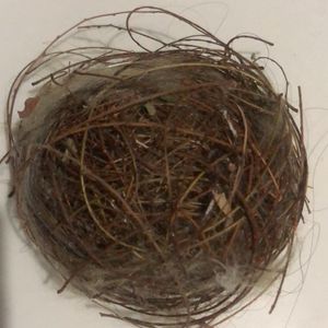 Rare Bird Nest