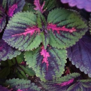 Coleus