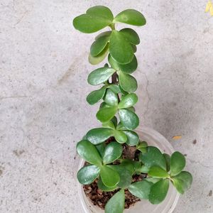 Gorgeous 2 Begonia N Jade Plant