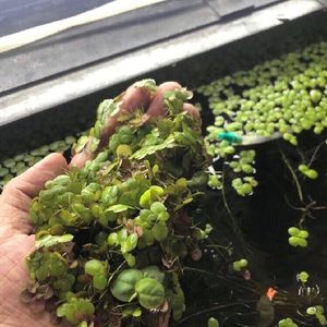 Duck weed live aquarium plant floating