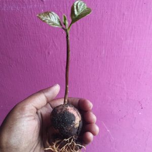 Avocado Plant 🥑