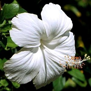 Hibiscus Plant Cutting ((Plane White))