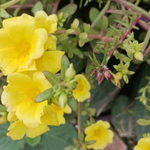 3-Flowering Live Plant Saplings