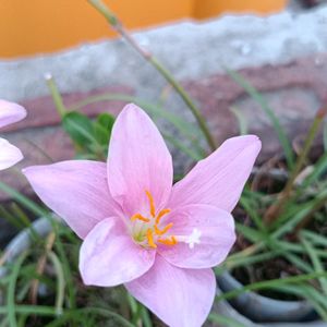 Rain Lilies