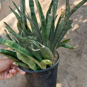 Whole Pot 2 Year Mature Snake Plant Variety